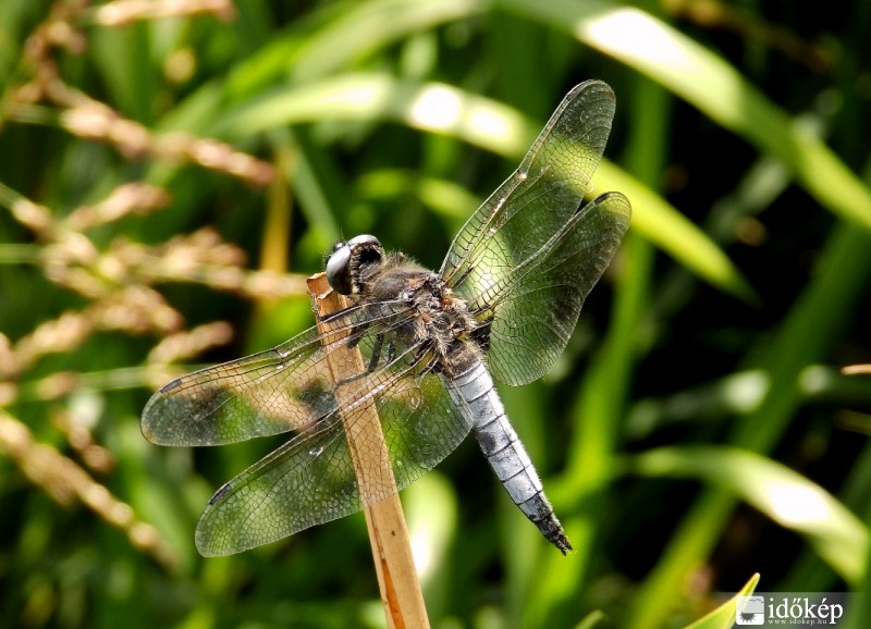 áttetsző szárnyak.. 