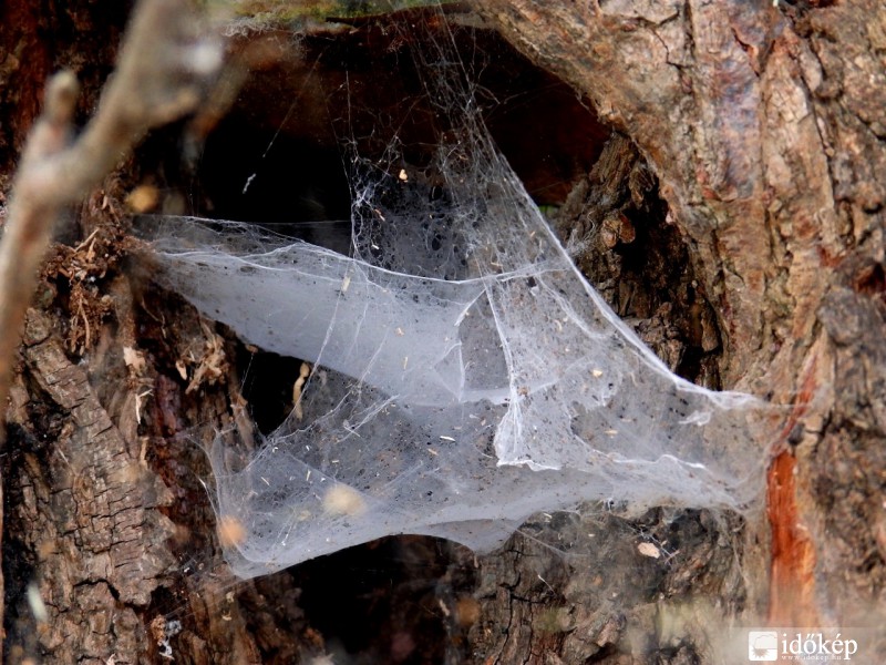 elvarázsolt odú......:)