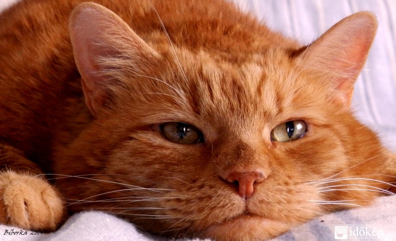 Lehet, hogy itt az ősz?? 