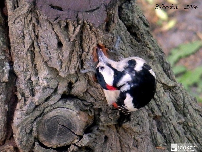 fakopáncs nyaktekercs   :)