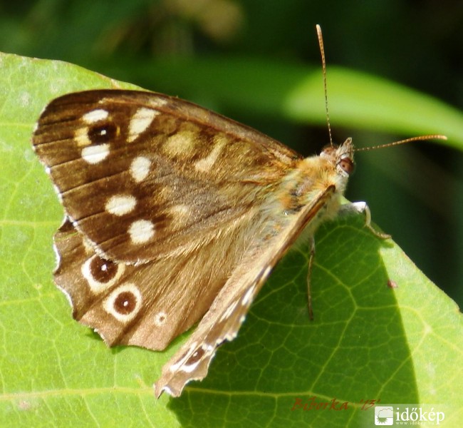 barna eminenciás, de szép...