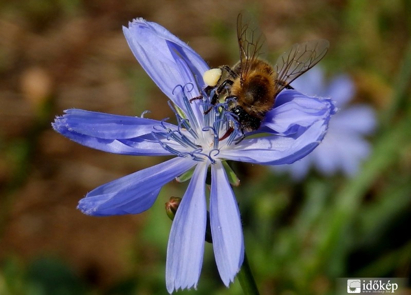 nyár végi gyüjtögetés