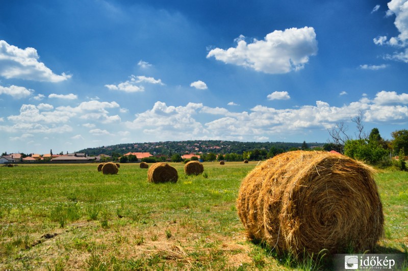 Budakalászi nyár