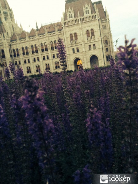 Parlament mögötti levendulák