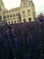 Parlament mögötti levendulák