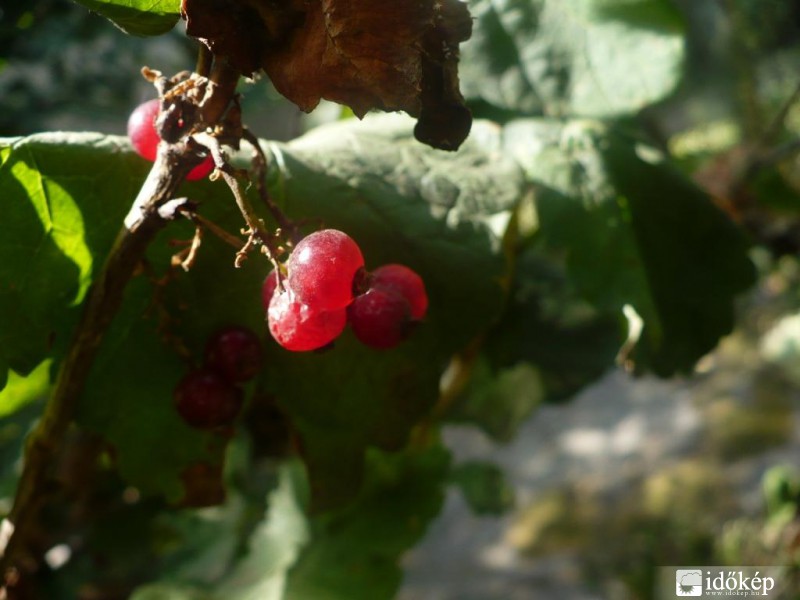 Savanyú finomság:)