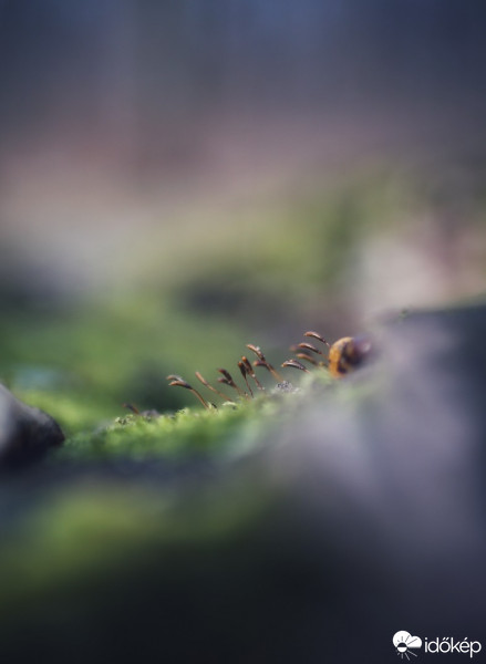 Budapest IV.ker - Újpest