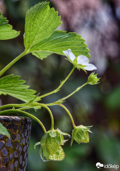 Budapest IV.ker - Újpest