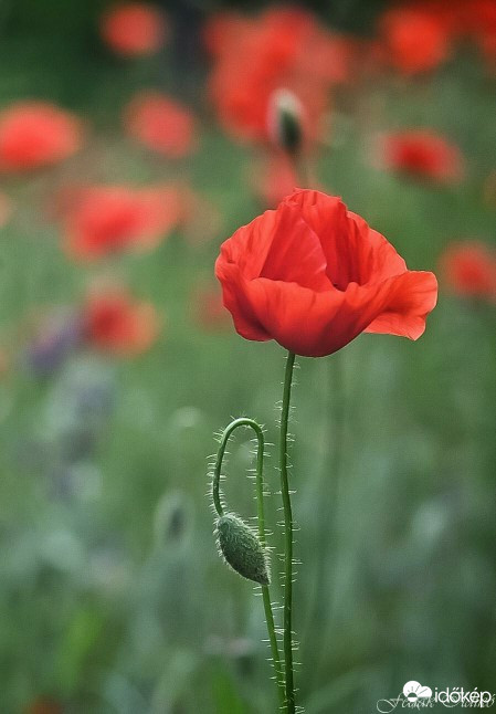 Budapest IV.ker - Újpest