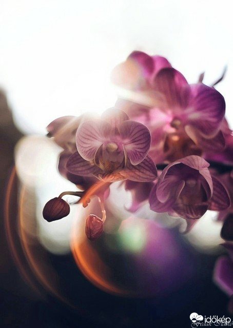 Budapest IV.ker - Újpest