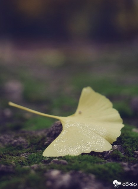 Budapest IV.ker - Újpest