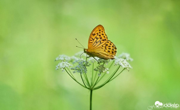 Budapest IV.ker - Újpest