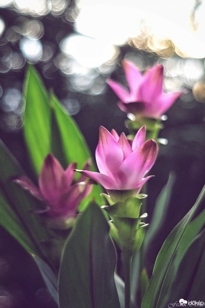 Budapest IV.ker - Újpest