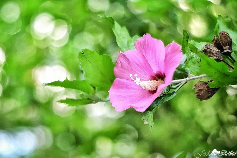 Budapest IV.ker - Újpest