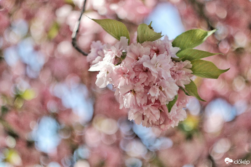 Budapest IV.ker - Újpest
