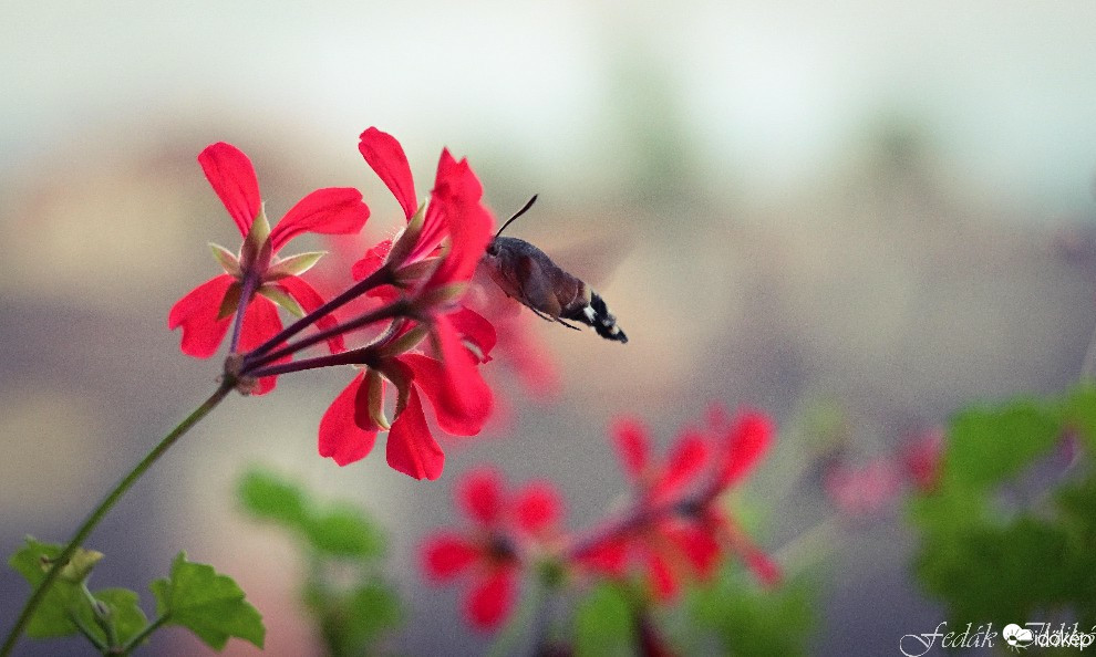 Budapest IV.ker - Újpest
