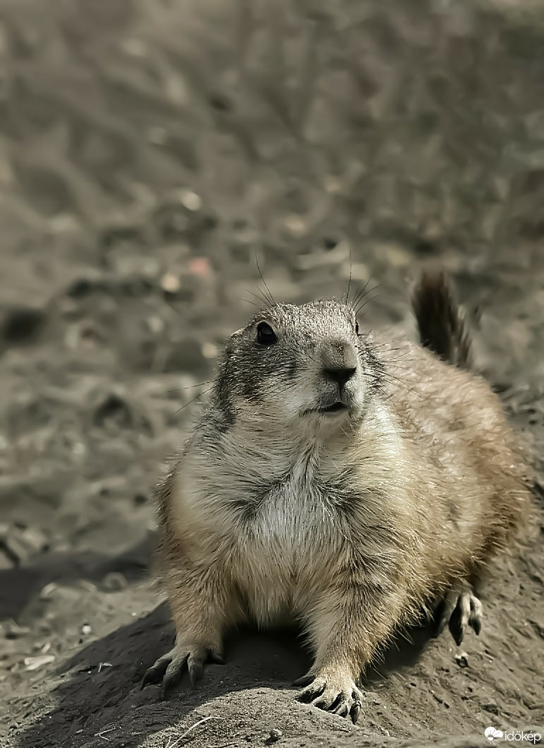 Budapest IV.ker - Újpest