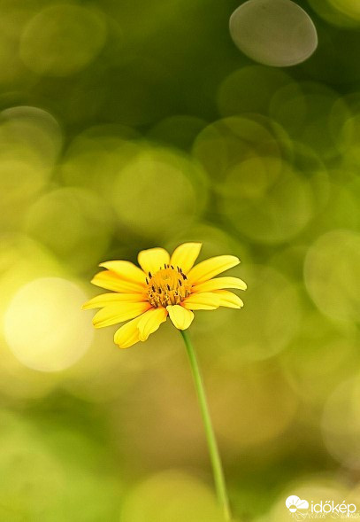 Budapest IV.ker - Újpest