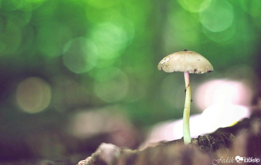 Budapest IV.ker - Újpest