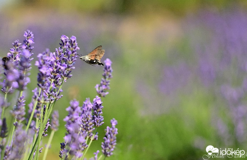 Budapest IV.ker - Újpest