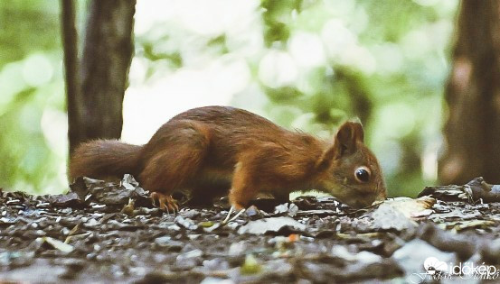 Budapest XIII.ker - Angyalföld
