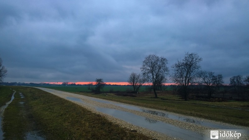 Csallóközaranyos
