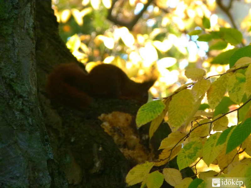 Mi lapul a levelek mögött? 