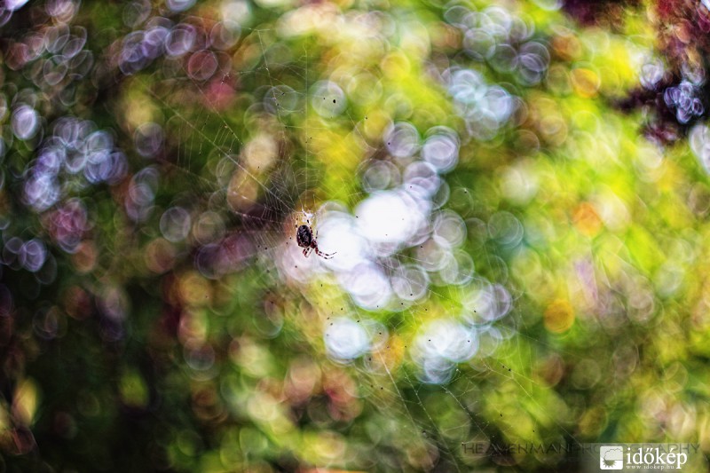 Pókeh