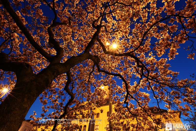 Magnolia