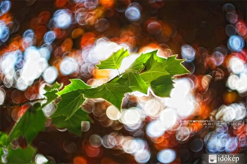 Bokeh :)