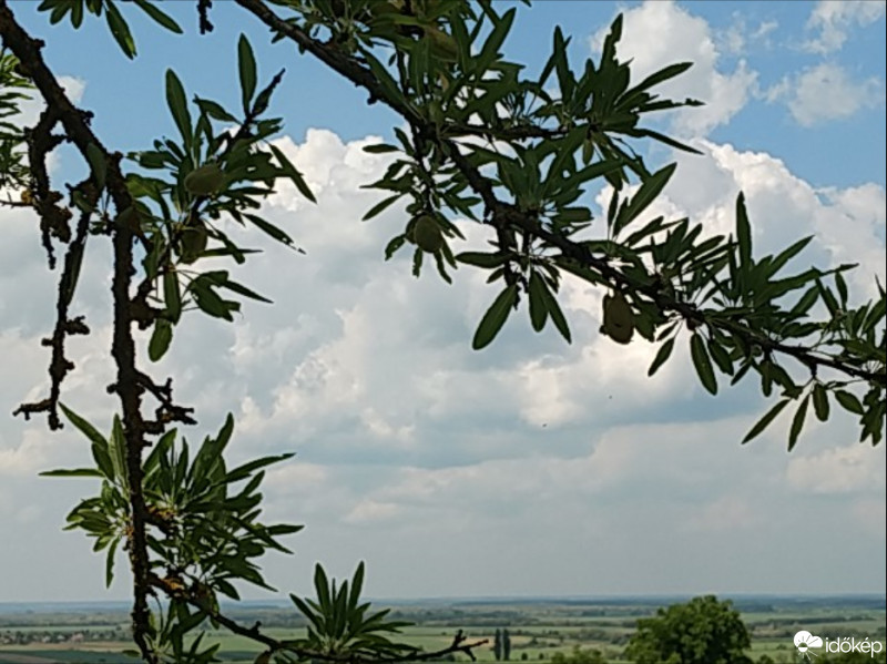 Szalapa