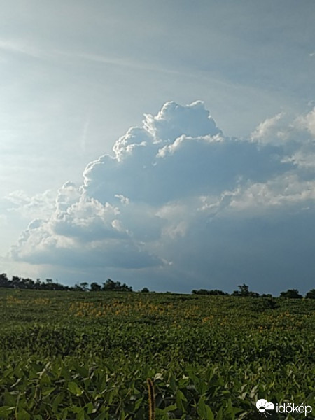 Kisgörbő