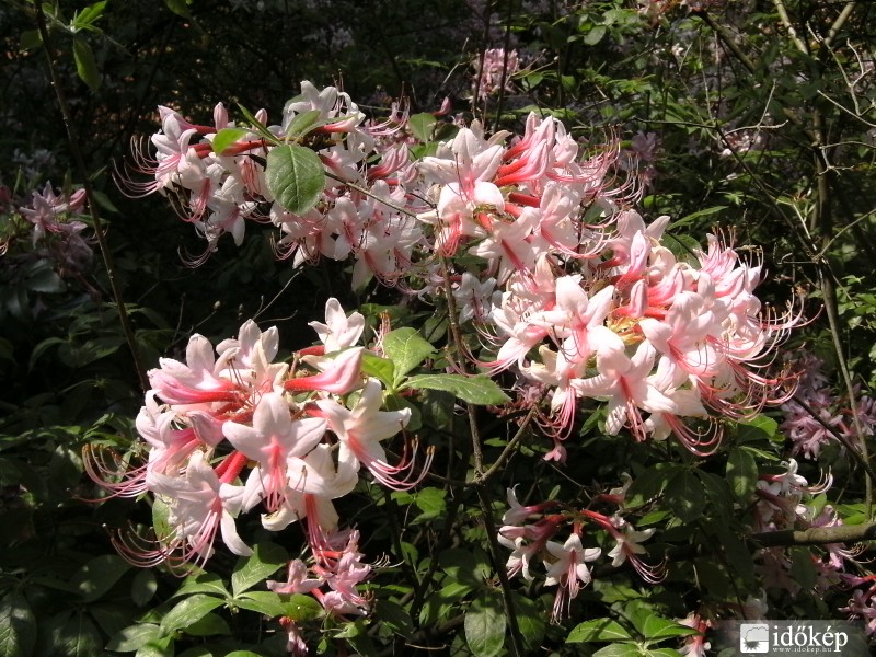 Rododendron