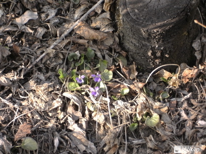 Az első ibolya idén!