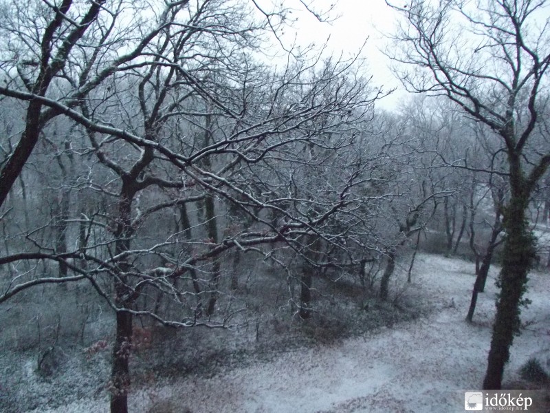 Hó az erdőn.