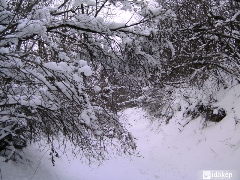 A hogosba belógnak az ágak a hó súlyától.