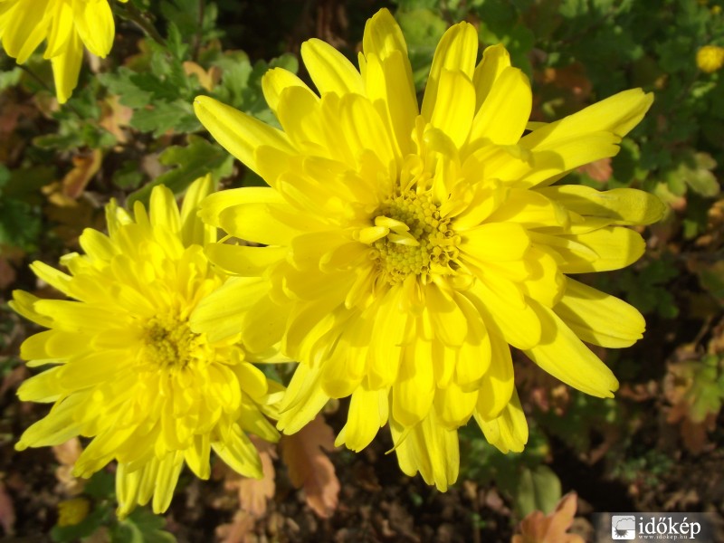 Mosolygó sárga. :)