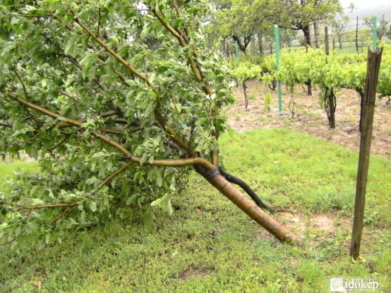 Almafánk se bírt a széllel.