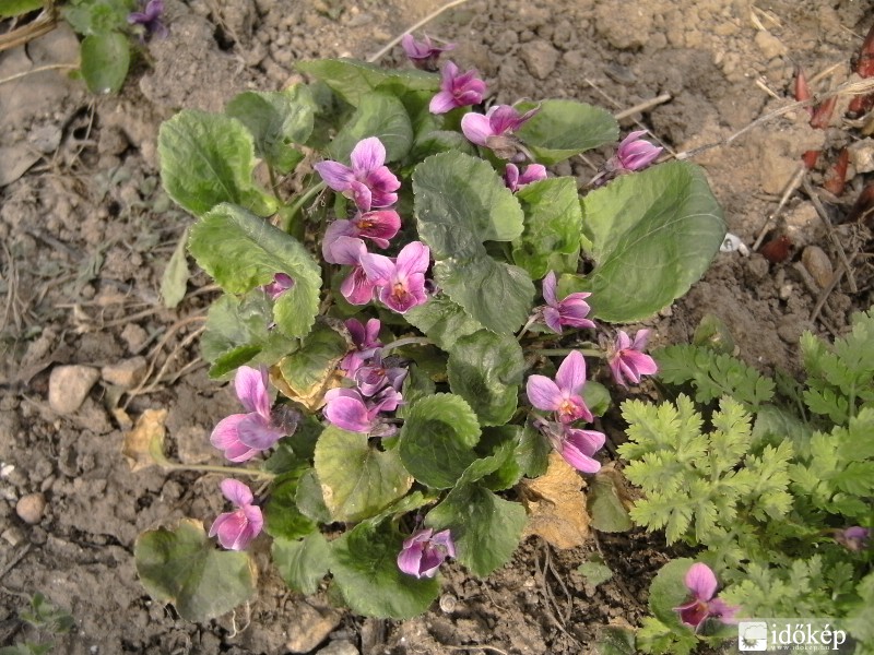 Ibolya színváltozata