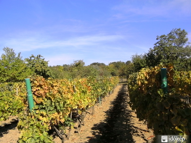 Szinesednek a levelek