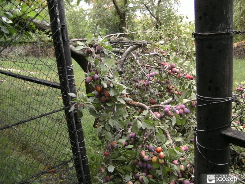 Derékba tört szilvafánk