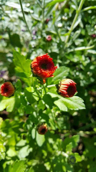 Budapest XXII.ker - Budatétény