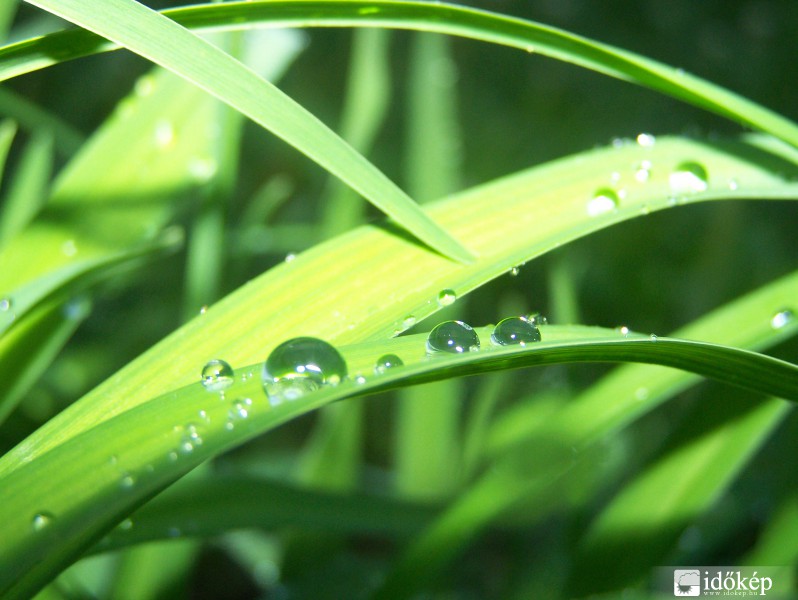 Cseppgyöngyöcskék