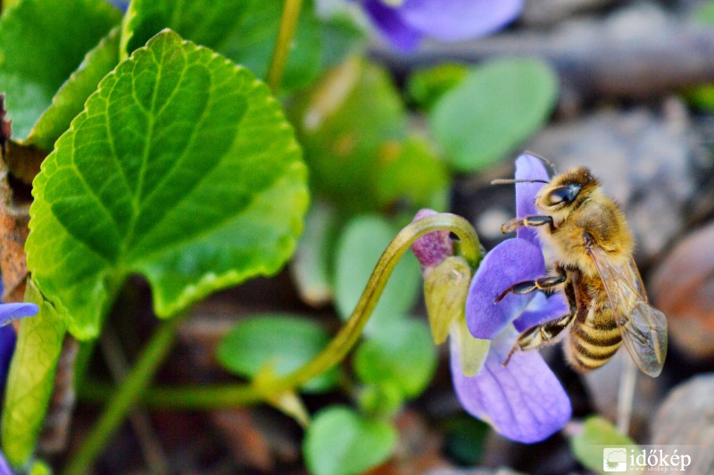 Méhecske a liliomon
