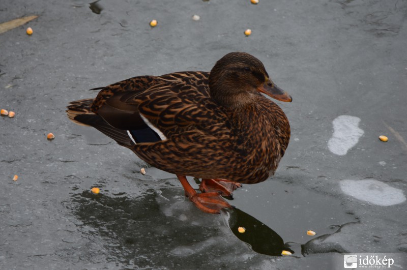 Kacsa a befagyott tavon