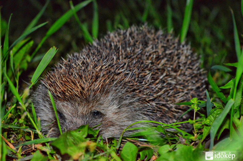 Teste tüskével borítva, de orrát a fű takarta.