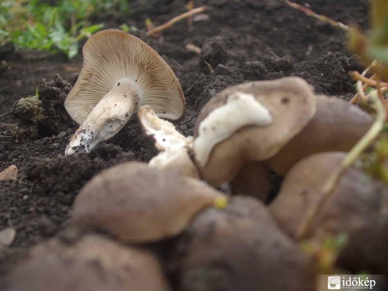 Újabb kerti vendég