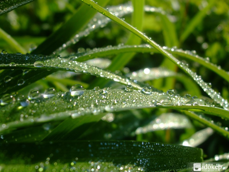 Tegnap reggeli harmatcseppek