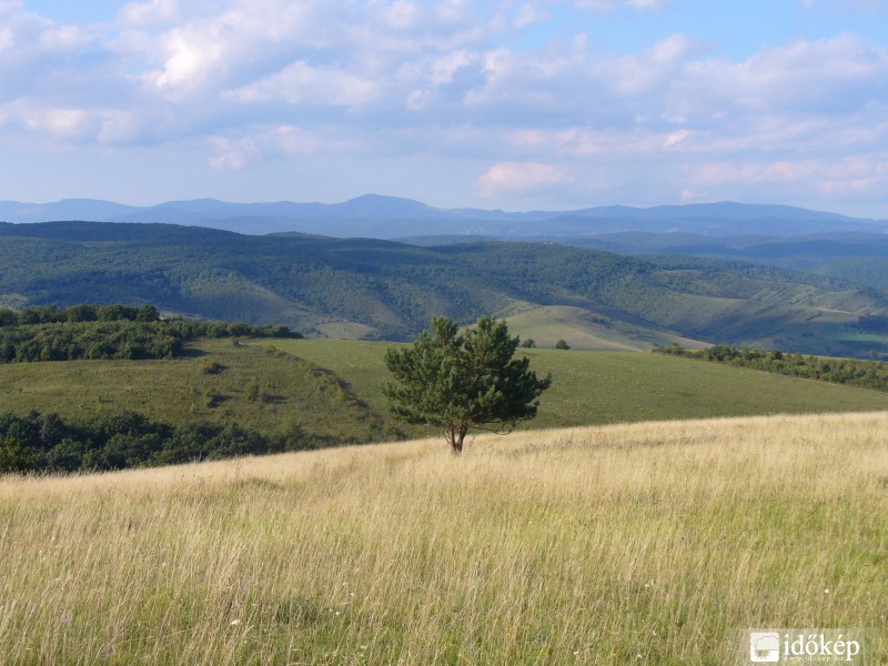 A magányos törpefenyő
