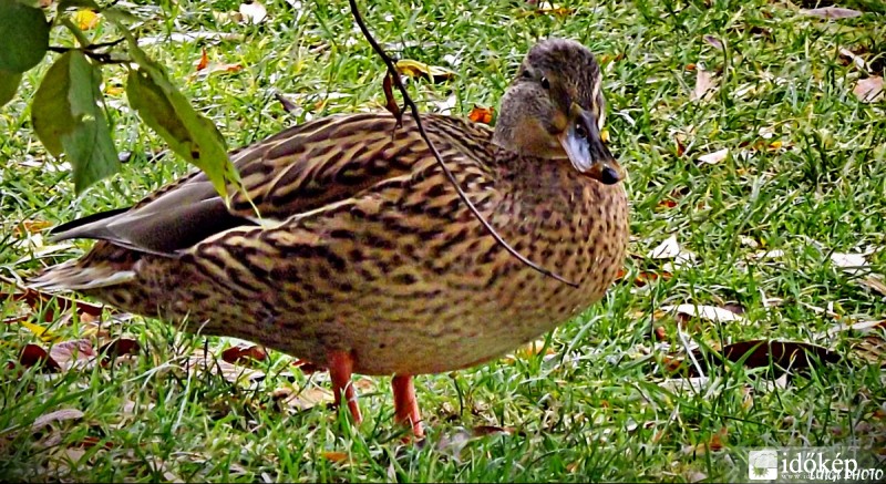 Portré